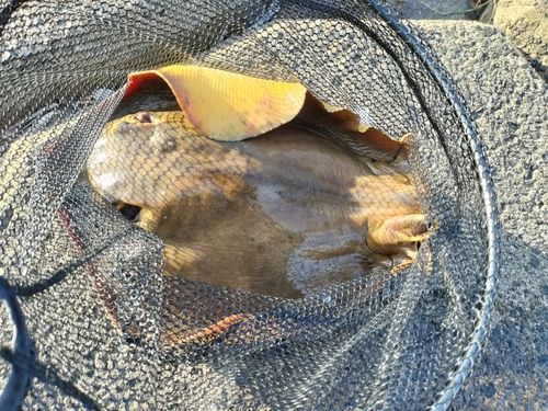 エイの釣果