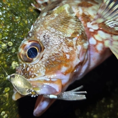 カサゴの釣果