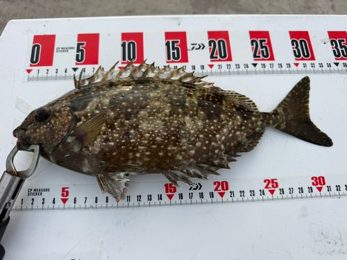 アイゴの釣果