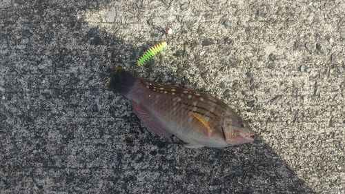 ホシササノハベラの釣果