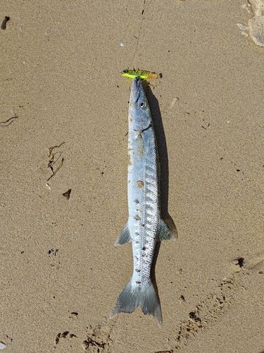 オニカマスの釣果