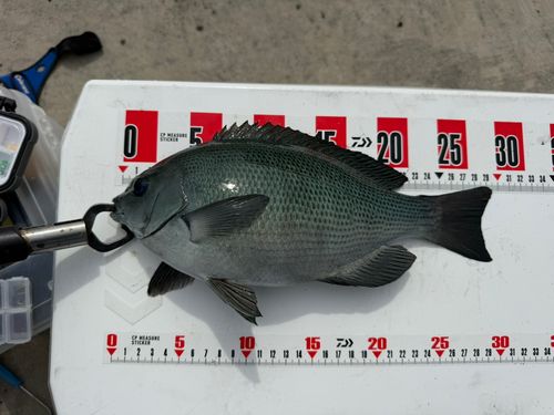 メジナの釣果