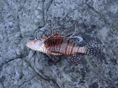ミノカサゴの釣果