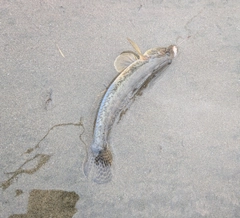 ハゼの釣果
