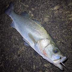 ヒラスズキの釣果