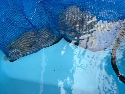 タコの釣果