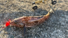 アイナメの釣果