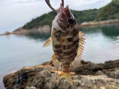 フエフキダイの釣果