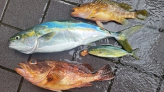 フクラギの釣果