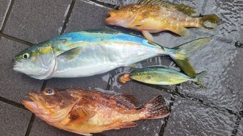 フクラギの釣果