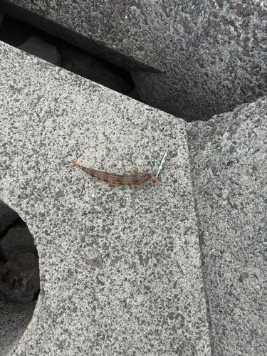 エソの釣果