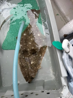 ヒラメの釣果