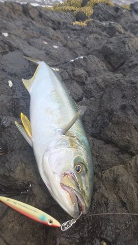 ヒラマサの釣果