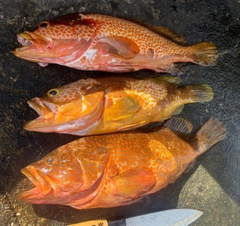 キジハタの釣果