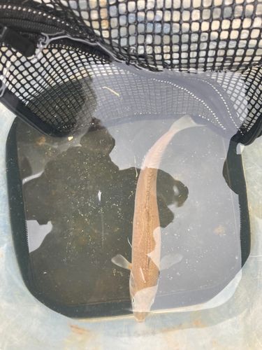 シロギスの釣果