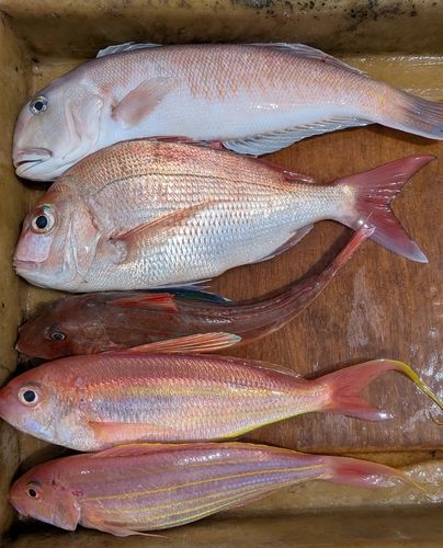シロアマダイの釣果
