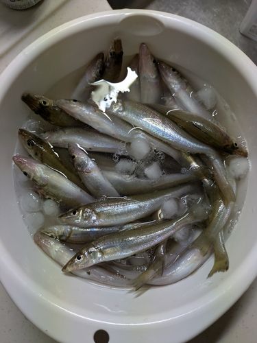 キスの釣果