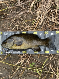 スモールマウスバスの釣果