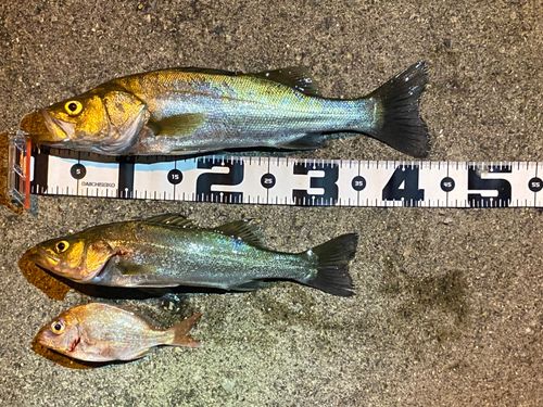 スズキの釣果