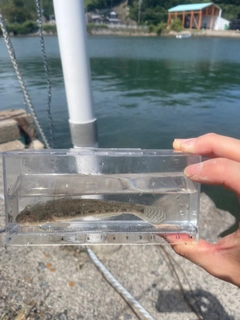 マハゼの釣果