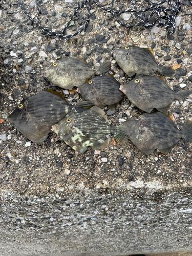 カワハギの釣果