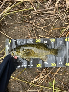 スモールマウスバスの釣果