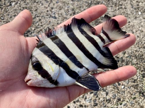 サンバソウの釣果