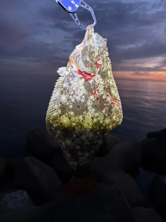 ヒラメの釣果