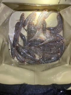 マハゼの釣果