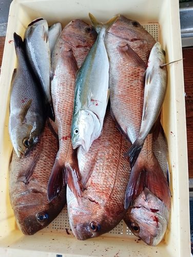 タイの釣果