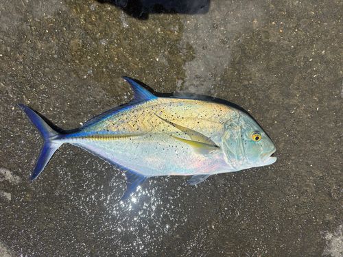 カスミアジの釣果