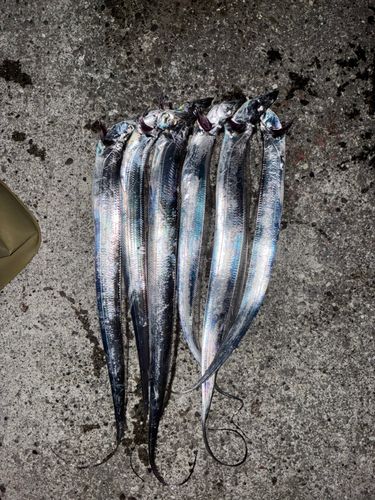 タチウオの釣果
