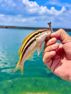 ヒメジの釣果