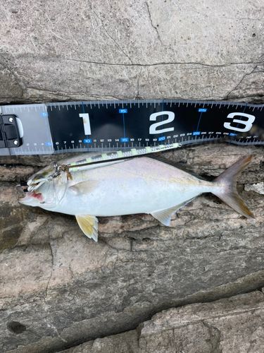 ショゴの釣果