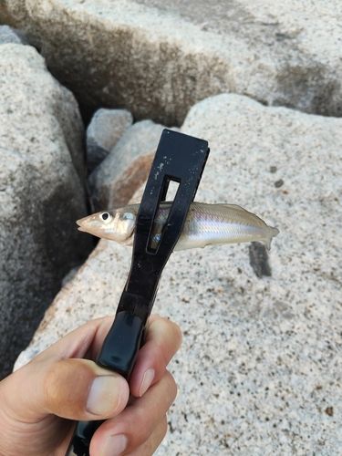 キスの釣果
