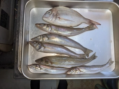 マダイの釣果