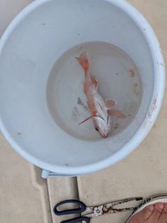 アカムツの釣果
