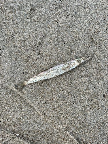 カマスの釣果