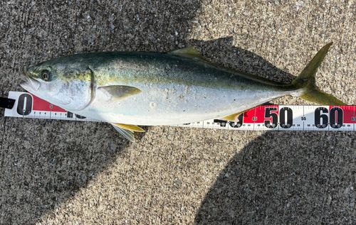 ワラサの釣果