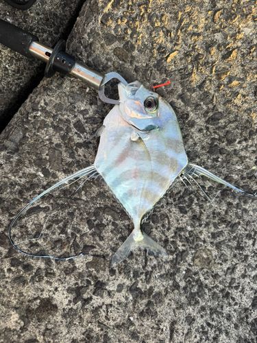 イトヒキアジの釣果