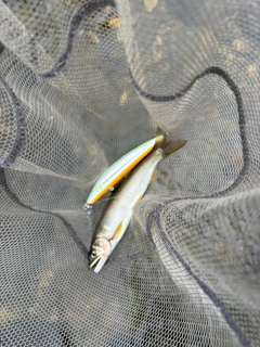 アユの釣果