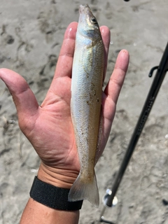 シロギスの釣果