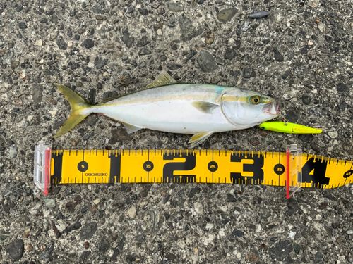 ハマチの釣果