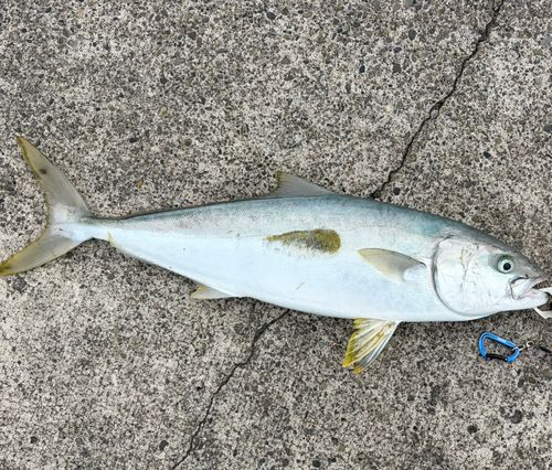 ヒラマサの釣果