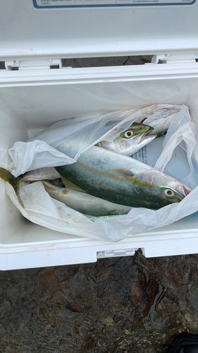 カマスの釣果