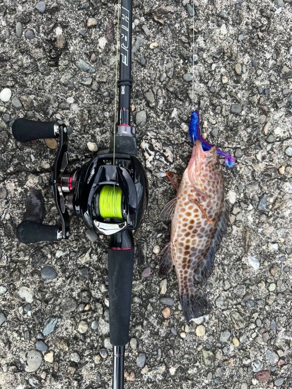 DAIWA 22HRF® (ハードロックフィッシュ) 83MB・Qの最安値・インプレ