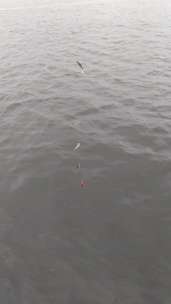 カタクチイワシの釣果