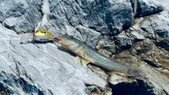 ハゼの釣果