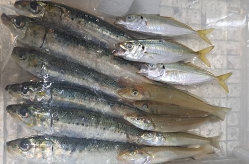 マイワシの釣果
