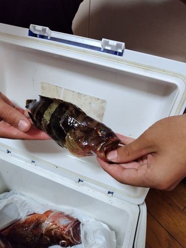 アオハタの釣果